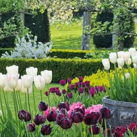 Small Magical Garden Spaces on Instagram: "A glimpse at this helps forget all this rain💚🍃🌿

#smallmagicalgardens #smallgarden #gardendesign #gardening #springbulbs #tulips #gardenpath #terracotta #gardeninspiration 

📷with kind permission @janet.comer" Small Magical Garden, Spring Bulbs, Magical Garden, Garden Spaces, Garden Paths, Front Garden, Small Garden, Garden Inspiration, Tulips