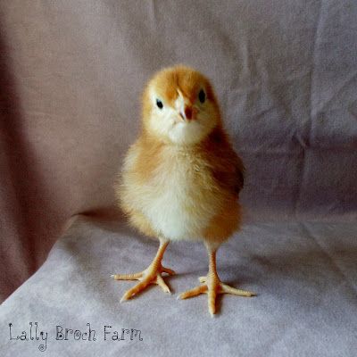 Lally Broch Farm: A Maine Family Homestead: Chick Photo Shoot Family Homestead, Makeup Toys, Baby Farm Animals, Baby Chicks, Farm Animals, Photo Shoot, Maine, The Next, Sound