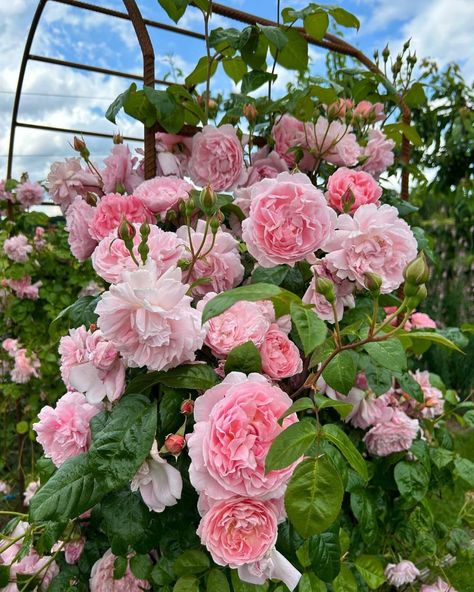 Emily Brontë (Ausearnshaw) is the perfect choice for anyone wanting to add a touch of romance to their garden. Achingly beautiful, it… | Instagram Emily Brontë, Strawberry Hill, David Austin Roses, David Austin, Climbing Roses, Climbing, Austin, Roses, Romance