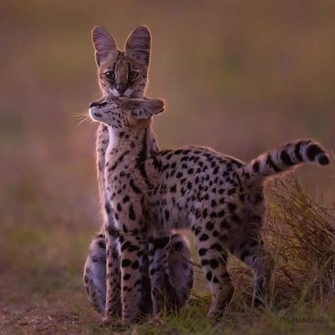 Dramatic Animals, Nature Accessories, Animals In Love, Serval Cats, Interesting Animals, Tin Man, Cat Pose, Pretty Animals, Animal Photos