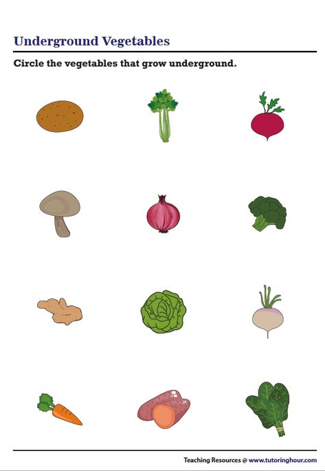 Underground Vegetables Underground Vegetables, Evs Worksheet, Vegetables Growing, Vegetable Pictures, Classroom Charts, Theme Activity, Science Worksheets, Preschool Ideas, Year 1