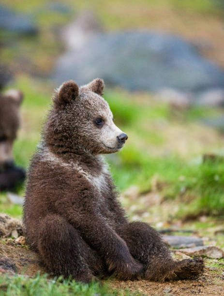 30,280 Baby Bear Stock Photos, Pictures & Royalty-Free Images - iStock Bear Open Mouth, Bear Side View, Bear Looking Up, Cotton Sculpture, Bear Laying Down, Bear Close Up, Bear Up Close To Camera, Animal Whisperer, Grizzly Bear Side View