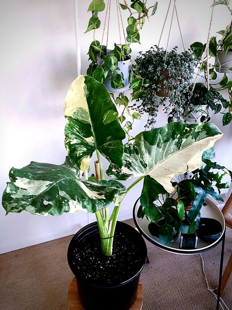 Alocasia Macrorrhiza, Variegated Alocasia, Alocasia Plant, Plant Goals, Elephant Ear Plant, Indoor Plant Care, Variegated Plants, Indoor Gardens, Plant Lighting