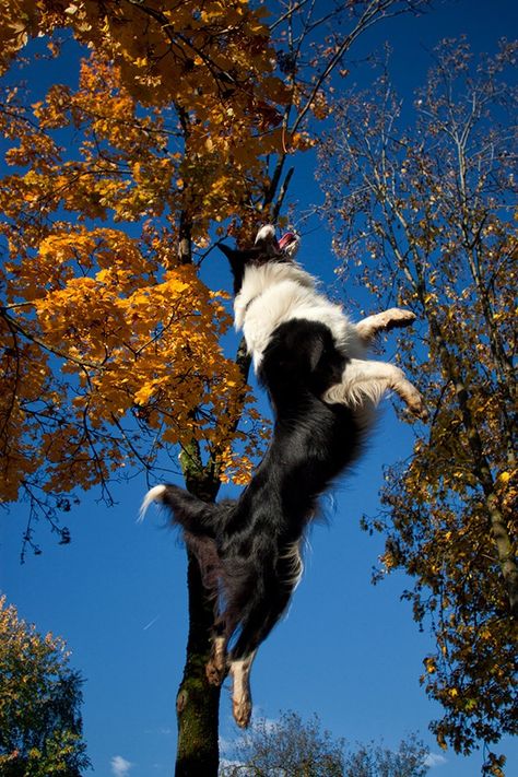 autumn flying border collie tree Border Collie Pictures, Pet Information, Laws Of Physics, Flying Dog, Dachshund Mix, Horse Names, Herding Dogs, Border Collie Dog, Border Collies