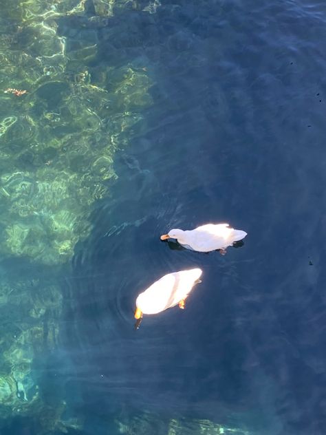 aesthetic white ducks floating on blue green lake Pale Blue And Green Aesthetic, Blue Duck Aesthetic, Green And Blue Widget Aesthetic, Green White Blue Aesthetic, Pale Blue Green Aesthetic, Cottagecore Blue Aesthetic, White Blue Green Aesthetic, Blue White Green Aesthetic, Blue And White Asthetics