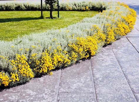 Sidewalk Ideas, Paver Sidewalk, Lavender Hedge, Brick Sidewalk, Lavender Cotton, Natural Mosquito Repellant, Garden Border, Small Shrubs, Garden Design Plans