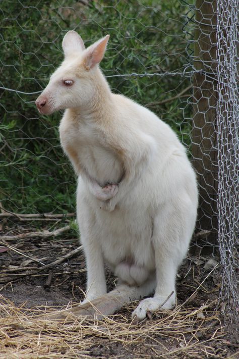 Albino kangaroo at Peel Zoo. Albino Kangaroo, Albino Animals, Australian Animals, Spiders, Reptiles, Kangaroo, 1 Year, Insects, Sydney