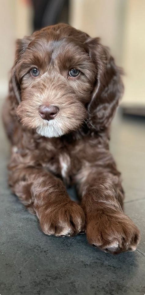 Brown Goldendoodle, Chocolate Goldendoodle, Golden Doodles, Hypoallergenic Dogs, Labradoodle, Goldendoodle, Cute Puppies, Cute Dogs, Doodles