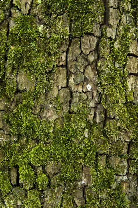 Minecraft Tree, Moss And Lichen, Moss Tree, Tree Bark Texture, Photo Macro, Cats Art Drawing, Lichen Moss, Wood Nymphs, Tree Study