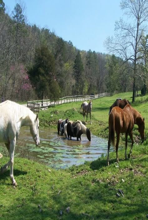 Country Living ~ The farm pond Best Farm Animals, Animals Dolphins, Paddock Trail, Mammals Animals, Abandoned Farmhouse, Starting A Farm, Farm Pond, Paddock Paradise, Abandoned Cities