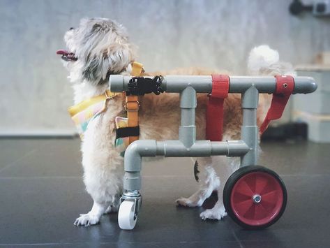 Bunny Wheelchair, Animal Wheelchair, Diy Dog Wheelchair, Paralyzed Dog, Dog Wheelchair, Disabled Dog, Wheel Chair, Different Dogs, Pet Furniture