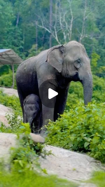 𝓢𝓾𝓽𝓱𝓪𝓽𝓽𝓪  𝓼𝓪𝓮𝓼𝓪𝓷 on Instagram: "Hello Tang mo🤗💜🐘🌿 @chailaiorchid" Baby Elephant Video, Elephant Videos, Baby Elephants Playing, Elephant Gif, Elephants Playing, Elephants Photos, Wild Elephant, Baby Elephants, Elephant Sanctuary