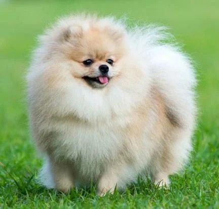 Beige Pomeranian, Toy Pomeranian, Orange Pomeranian, Parti Pomeranian Black And White, Orange And White Pomeranian, Cute Pomeranian, Pomeranian Memes, Pomeranian Dog, Puppies And Kitties