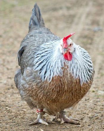 Chicken Breed Focus - Dorking Dorking Chickens, Chicken Types, Chickens Coop, Chicken Animal, Breeds Of Chickens, Chicken Poop, Poultry Farming, Types Of Chickens, The Chicks