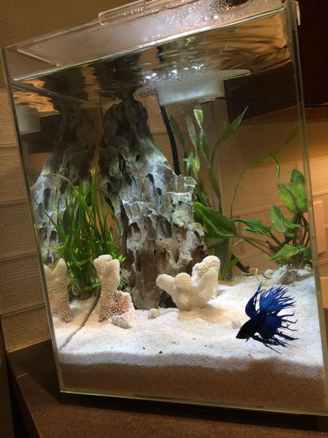 5 gallon kitchen crown tail betta tank 2 Gallon Betta Fish Tank Ideas, Boho Fish Tank Decor, Betta Tank Themes, 5 Gallon Betta Aquascape, 3 Gallon Betta Tank, Cool Betta Fish Tank Ideas, 5 Gallon Planted Betta Tank, 5 Gallon Tank Ideas, 3 Gallon Fish Tank Ideas