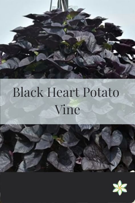 The Black Heart Sweet Potato Vine (Ipomoea batatas ‘Black Heart’) is a cultivar of the sweet potato vine that is prized for its ornamental value in landscaping and gardening. 🖤 Black Sweet Potato Vine, Ipomoea Batatas, Red Sweet Potato, Cottage Yard, Sweet Potato Vines, Door Planters, Plant Parenthood, Black Plants, Bucket Garden