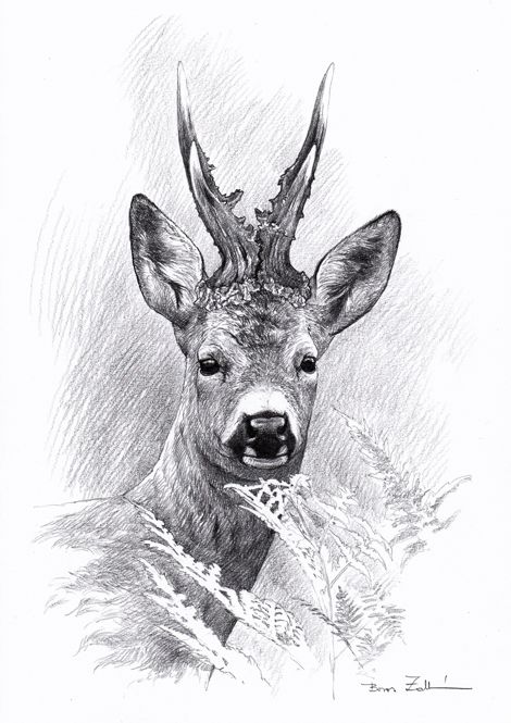 .::Boros Artworks::. Deer Black And White, Elk Drawing, Hunting Drawings, Deer Sketch, Deer Artwork, Big Buck, Deer Drawing, Deer Pictures, Deer Illustration