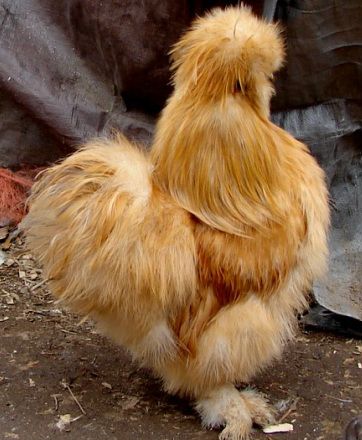 Buff silkie chicken. Regal little creature. Silky Chickens, Silky Chicken, Silkie Rooster, Silkie Hen, Bantam Chicken Breeds, Fluffy Chicken, Bantam Chickens, Types Of Chickens, Chicken Pictures