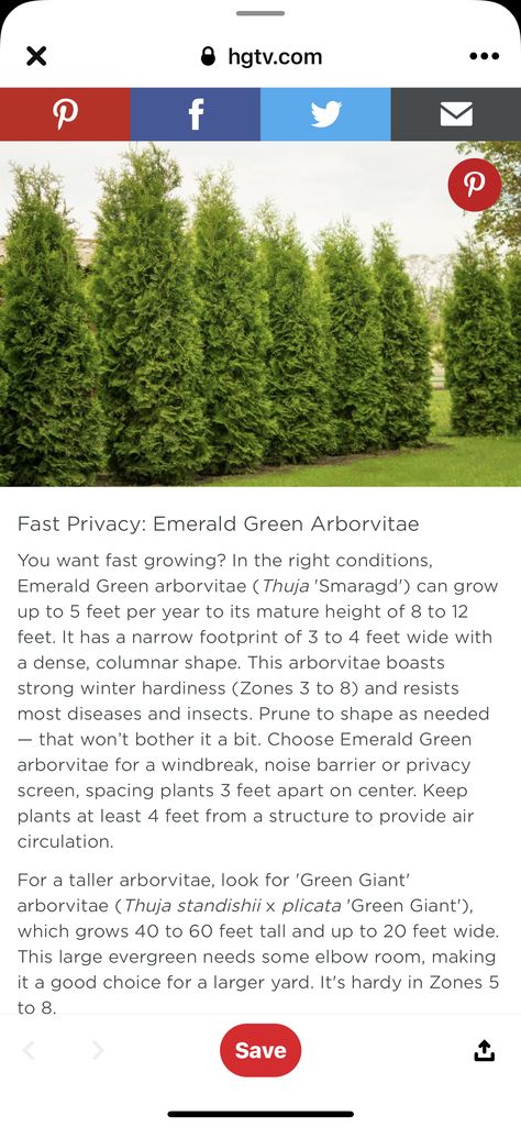 Arborvitae Privacy Fence, Arborvitae Landscaping, Corner Landscaping, Xeriscape Landscaping, Shrubs For Privacy, Front Yard Plants, Yard Plants, Privacy Trees, Landscaping Trees