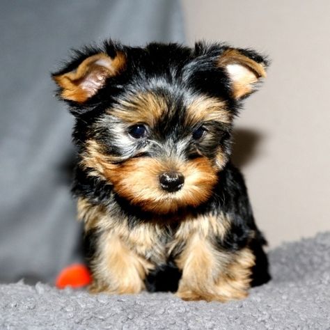 Yorkie Terrier Puppy For Sale Near Me | YORKIE FOR UNDER 300 Yorkshire Terrier For Sale, Yorkie Puppies For Adoption, Yorkie Breeders, Yorkshire Puppies, Teacup Yorkie For Sale, Yorkie Puppies For Sale, Yorkshire Terrier Teacup, Yorkies For Sale, Teacup Yorkie Puppy