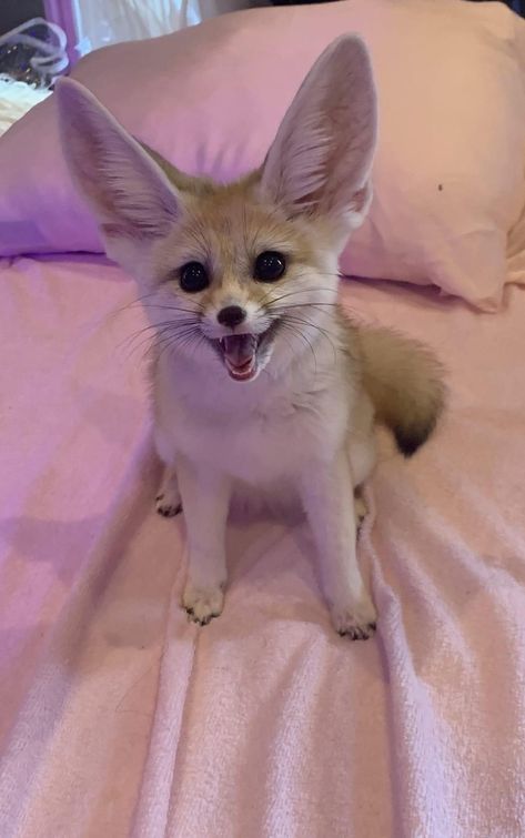 Animals For Sale, Fennec Fox, Fox, Road, For Sale, Animals, Pink, White