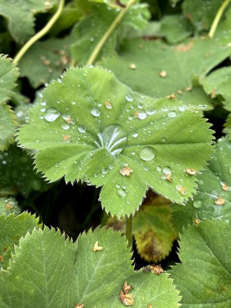 #Alchemilla #vulgaris, common name #Lady 's mantle🍀🏵 Alchemilla Vulgaris, Common Names, Flowers