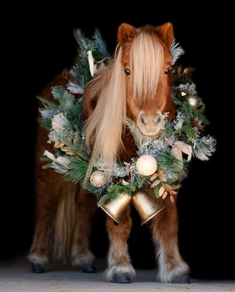 2023 Recap Photo With Horse, Horse Photoshoot Ideas, Equine Photography Poses, Christmas Couple Photos, Winter Horse, Cow Photos, Xmas Photos, Season Of Life, Christmas Horses