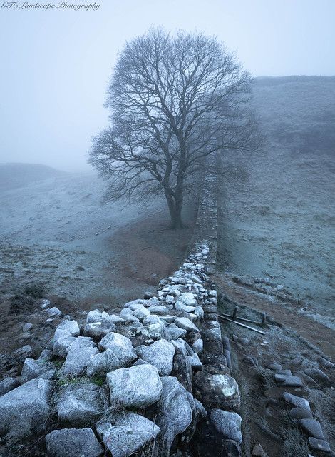 Sycamore Gap, Hadrian’s Wall, Northumberland | by gavincrozier Future Mansion, Sycamore Gap, Uk Castles, Hadrian’s Wall, Hadrian's Wall, Sycamore Tree, Hadrians Wall, Amazing Photos, Beautiful Views