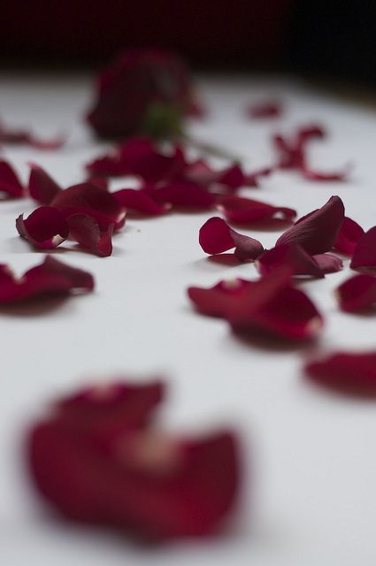 Found on www.flickr.com via Tumblr Red Rose Petals, Red Petals, Deep Winter, Soft Rose, Be My Valentine, Flower Wallpaper, Rose Petals, Red Rose, Dark Aesthetic