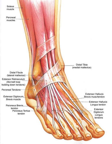 Foot Anatomy Ankle Anatomy, Feet Anatomy, Muscles Anatomy, Lower Leg Muscles, Leg Anatomy, Foot Anatomy, Anatomy Bones, Ankle Pain, Human Body Anatomy