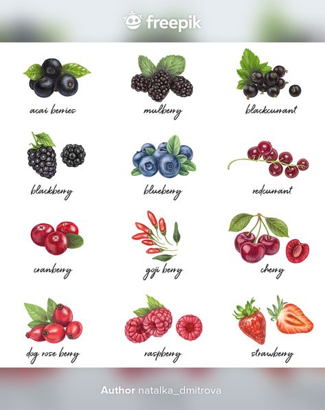 Berry Names, Flower Chart, Cake Vector, Fruit Vector, Fish Vector, Hand Drawn Flowers, Fresh Berries, Red Berries, Botanical Illustration