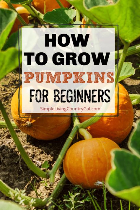 How To Harvest Pumpkins, Planting Pumpkins Ideas, Pumpkin Plant Care, When Do You Plant Pumpkins, Raised Bed Pumpkin Patch, Growing Pumpkins From Seeds In Containers, How To Grow A Pumpkin, How To Make A Pumpkin Patch, How To Grow A Pumpkin From A Seed