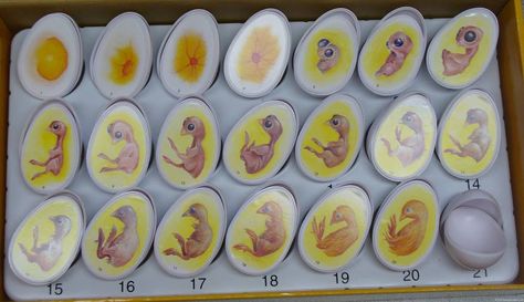 chick development/stages Candling Chicken Eggs, Incubating Eggs, Incubating Chicken Eggs, Chicken Coups, Egg Candling, Chicken Brooder, Hatching Chickens, Chicken Incubator, Hobby Farming