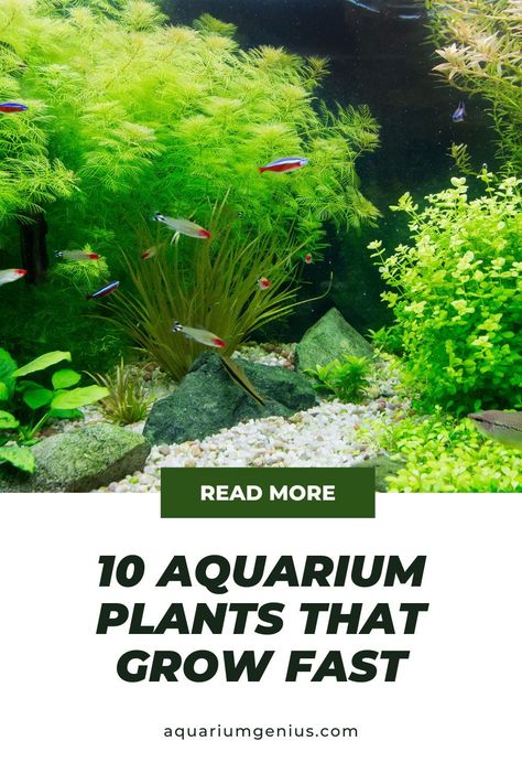 There are many benefits of having fast growing live plants in your aquarium, but the biggest one is that they clean your water by removing nitrates. Doing less water changes sounded like something I could get used to, so I took a good look at some of the fastest growing plants. I made a list of 10 plants that grow really fast and will greatly reduce nitrates in your tank. #plants #aquarium #aquariumplants #fishtank #aquascape #fish #aquariumhobby Fish Aquarium Decorations, Freshwater Plants, Plants Aquarium, Tank Plants, Fish Tank Terrarium, Fish Tank Design, Underwater Plants, Indoor Water Garden, Fresh Water Fish Tank