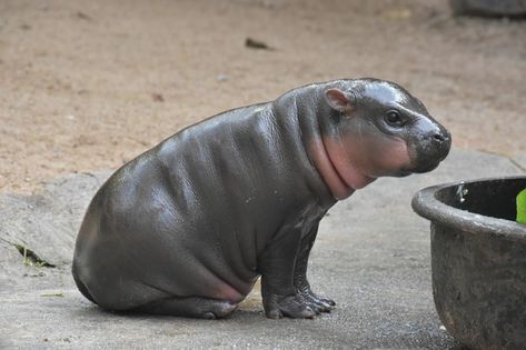 Baby pygmy hippo makes first public appearance, needs name Pygmy Hippo Baby, Pigmy Hippos, Baby Hippos Cute, Moo Dang, Kuda Nil, Baby Hippopotamus, Pygmy Hippopotamus, Cute Hippo, Yorkie Poo