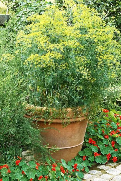 Growing Fennel in Container | How To Grow Fennel in a Pot Growing Spices, Growing Fennel, Veg Growing, Garden Basics, City Gardening, Gardening Knowledge, How To Grow Dill, Grow Lemongrass, Growing Thyme