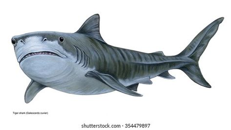 realistic illustration of tiger shark (Galeocerdo cuvier) Shark Digital Art, Shark Illustration, Shark Silhouette, Funny Tiger, Shark Jaws, Realistic Illustration, Kayak Boats, Shark Art, Card Inspo