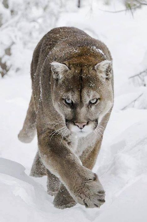 Mountain lion....one of my favorite animals, and definitely my favorite of the big cats. So incredibly beautiful! Regnul Animal, Mountain Lion, Cheetahs, Big Cat, Large Cats, Animal Planet, Animal Photo, Exotic Pets, Nature Animals