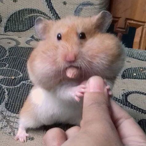 Hamster Animal, Hamster Cute, Hamster Food, Hamster Eating, Cute Hamster, Cute Bunny Pictures, Bunny Pictures, Cute Hamsters, Very Funny Pictures