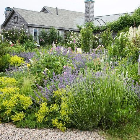 Plants Beautiful, Lady's Mantle, Drought Tolerant Garden, Drought Tolerant Landscape, Landscape Edging, Have Inspiration, Drought Tolerant Plants, Hardy Plants, Garden Cottage