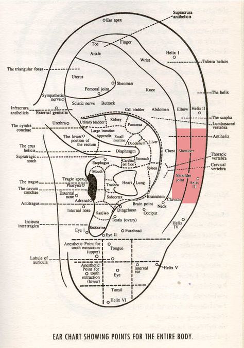 Ear nurves Ear Seeds Placement Chart, Auricular Therapy, Auricular Acupuncture, Acupuncture Points Chart, Hyperemesis Gravidarum, Ear Reflexology, Ear Seeds, Acupuncture Benefits, Rehabilitation Centre