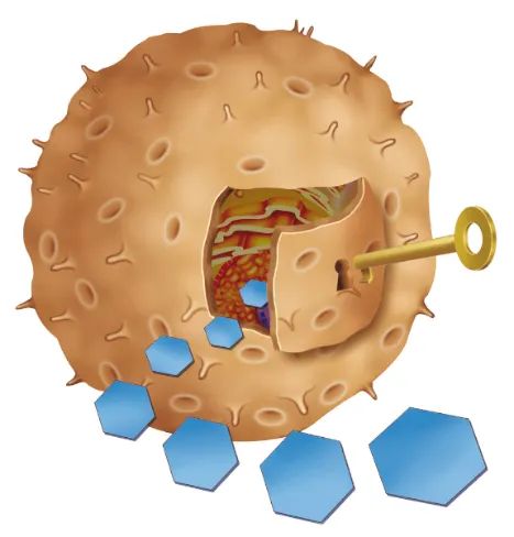 Insulin Resistance Symptoms, Adequate Sleep, Stomach Problems, Hygiene Routine, Blood Glucose Levels, Cell Membrane, Learning Techniques, Insulin Resistance, Good Mental Health