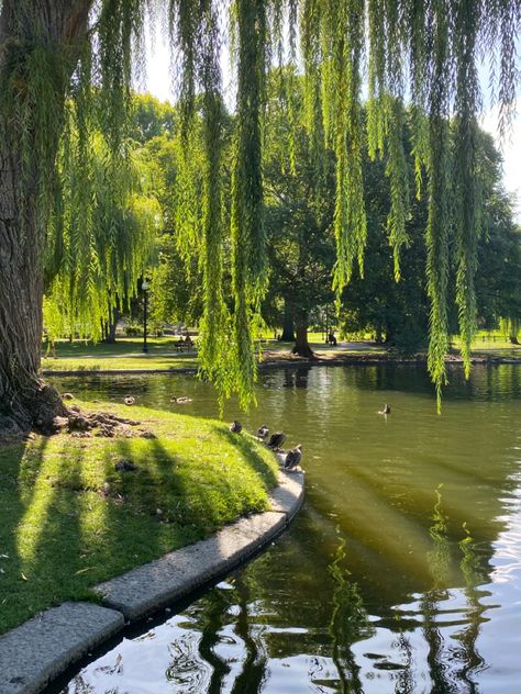 Pond Frog, Sunny Aesthetic, Frog Pond, Willow Trees, Sun Aesthetic, Boston Public Garden, Summer Trees, Sunny Morning, Natural Pond