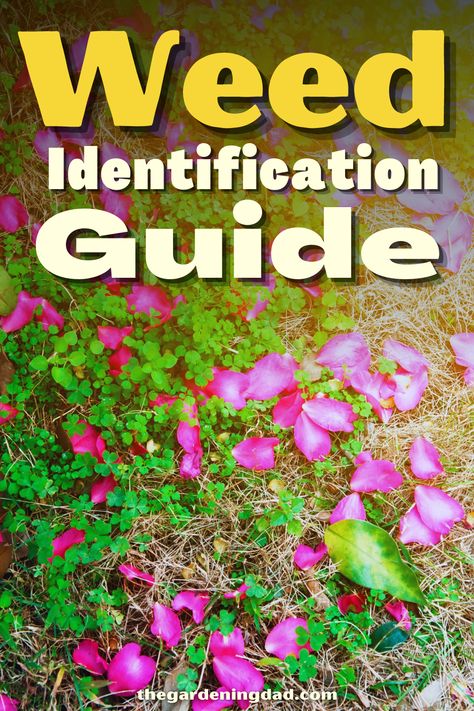 Do you want to learn about all the differerent types of weeds? The Gardening Dad will give you his helpful weed identification guide to help you determine what type of weeds are in your yard. #Thegardeningdad #weeds #garden Types Of Weeds, Healthy Soil, Grow Garden, Gardening Guide, Organic Pest Control, Thriving Garden, Plant Diseases, Organic Gardening Tips, Gardening For Beginners