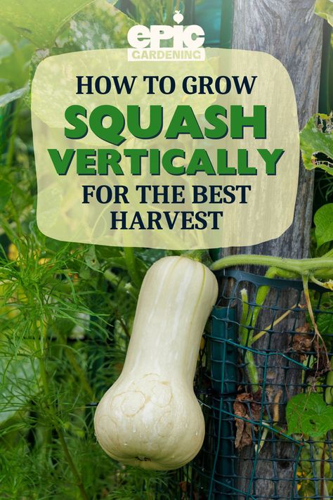 Squash hanging down vertically from a metal fence Grow Squash Vertically, How To Grow Squash, Grow Squash, Squash Growing, Cold Weather Plants, Raised Bed Garden Layout, Grow Vertically, Above Ground Garden, Growing Vegetables At Home