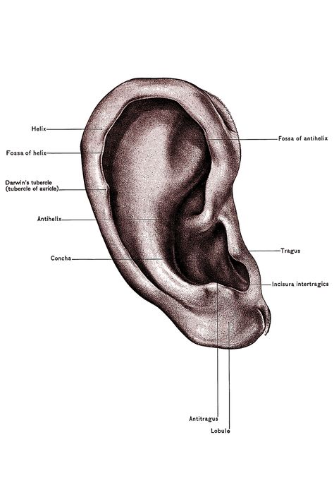 Diagrams of the Ear ~ Karen's Whimsy Ear Diagram Anatomy, Ear Diagram, Ear Project, Goddess Of Egypt, Ancient Egyptian Architecture, Ear Anatomy, Ancient Egypt Gods, Middle Ear, Fairy Images