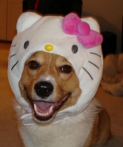 Hello Corgi! A Dog, Hello Kitty, Kitty, Pink