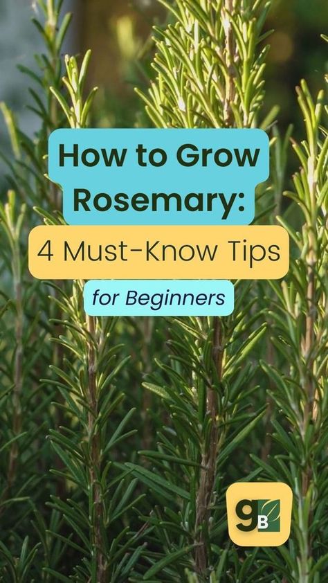 Save this for later. Looking to grow your own herbs? Rosemary is a great place to start. This easy-to-care-for plant grows well in most climates, and following these simple tips will help you have a thriving rosemary plant in no time! Get started on your very own rosemary plant today and get our list of the best companion plants for rosemary on the blog now. Rosemary Plant Care, Plant Companions, Rosemary Garden, Easy Herbs To Grow, Growing Herbs Indoors, Rosemary Herb, Growing Rosemary, Outdoor Herb Garden, Herbs Plants