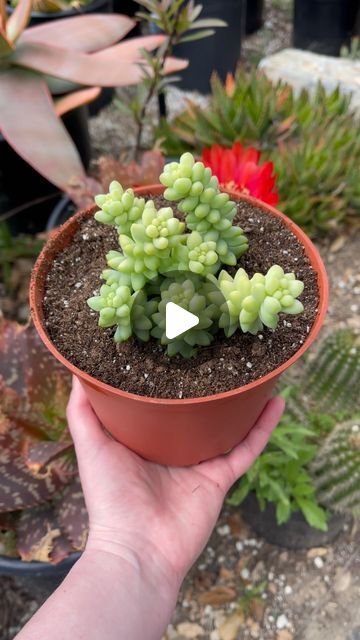 Kayla Munson on Instagram: "Follow along as I propagate these Sedum morganianum and replant them into thriving succulents 🌱" Replanting Succulents, Replant, Succulent, Audio, Plants, On Instagram, Instagram