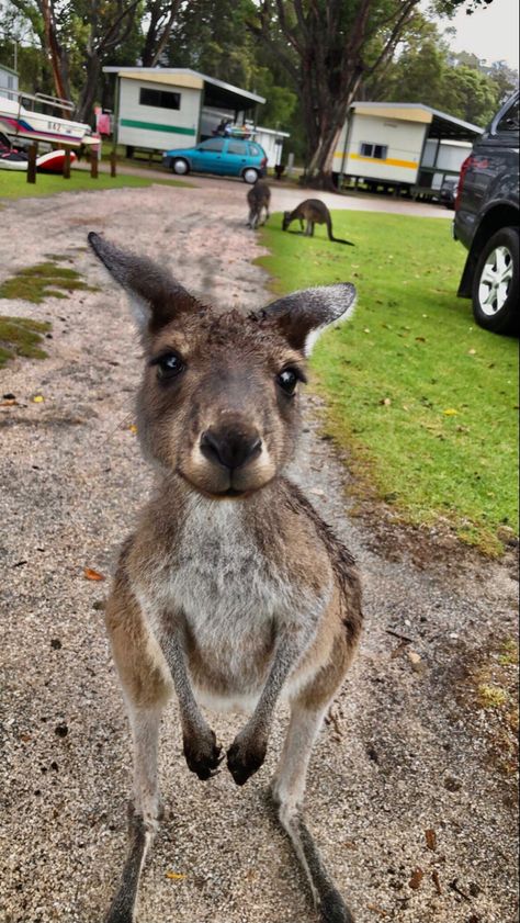 #kangaroo #closeupphotography #cutie #animals #animallovers #wallpaper Australia Wallpaper, Baby Kangaroo, Wild Animals Photography, Bambi Disney, Animal Antics, Silly Animals, Wildlife Conservation, Zoology, Cute Animal Drawings